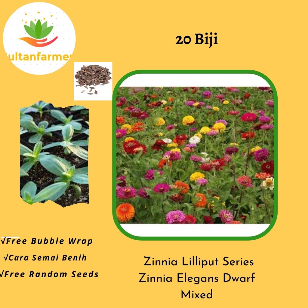 Jual 20 Biji Bunga Zinnia Lilliput Series Zinnia Elegans Dwarf Mixed ...