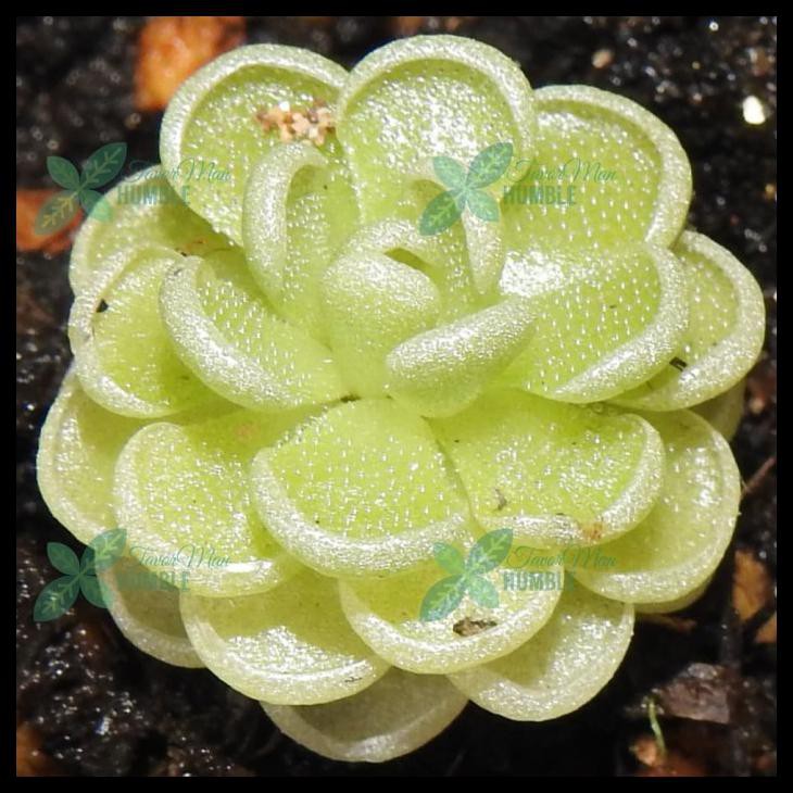 Pinguicula Esseriana