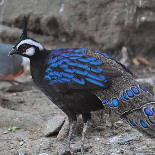 

terbaru telur ayam hias pahlawan peacock Pheasant