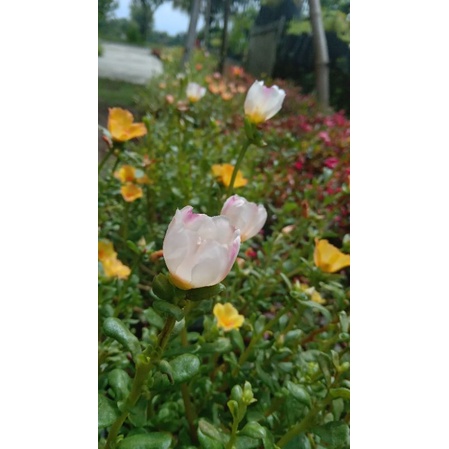 mossrose import/bunga pukul 9/krokot/krokot jenis duna