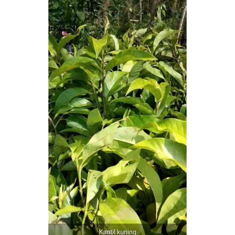 bibit bunga kantil ungu