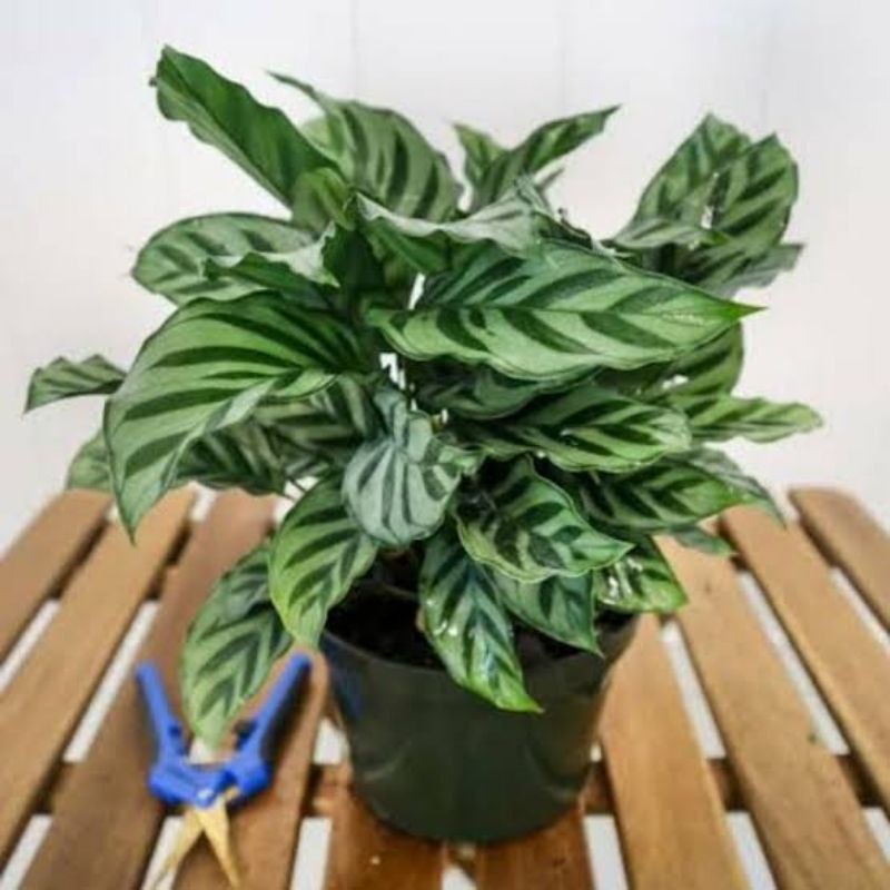 TANAMAN HIAS CALATHEA FREEDY