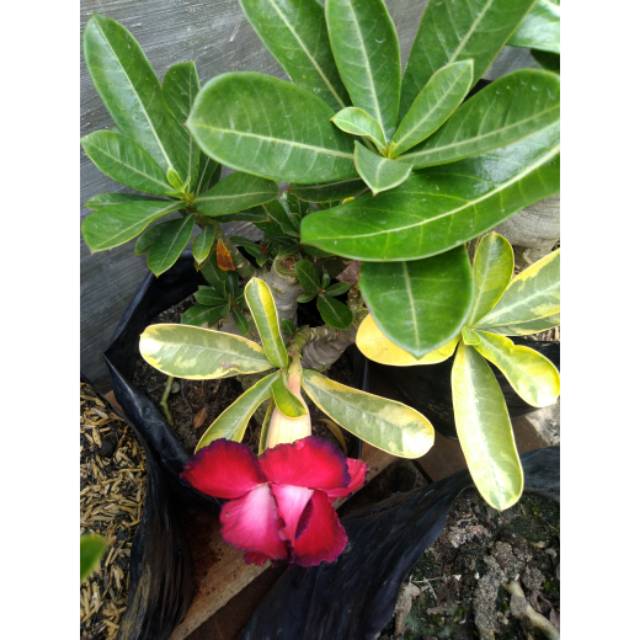 Adenium bunga tumpuk varigata