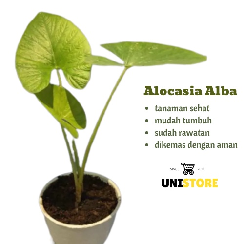 Alocasia alba - tanaman hias sejenis dragon scale / silver - Keladi alba