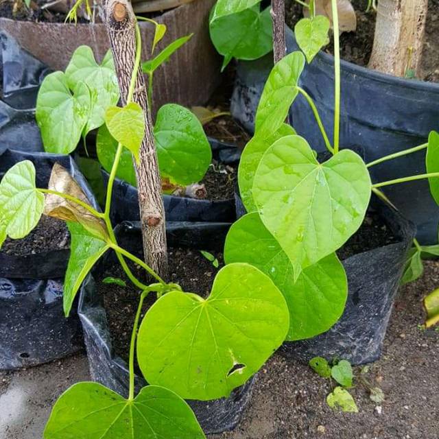 Bibit tanaman Brotowali bibit antawali bibit Brotowali