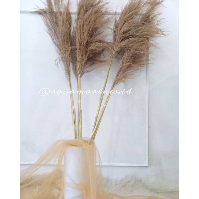 Pampas Lokal / dried pampas / pampas grass / pampas bulu lokal