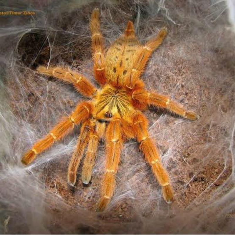 Tarantula Pterinochilus Murinus (Orange Baboon Tarantula / OBT) 4cm