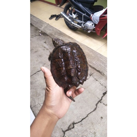 hiasan_kura_cst_medium