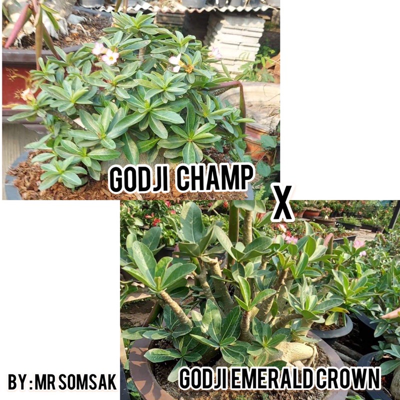 11 Seed (BIJI) Adenium ID : Godji Champ x Godji Emerald Crown