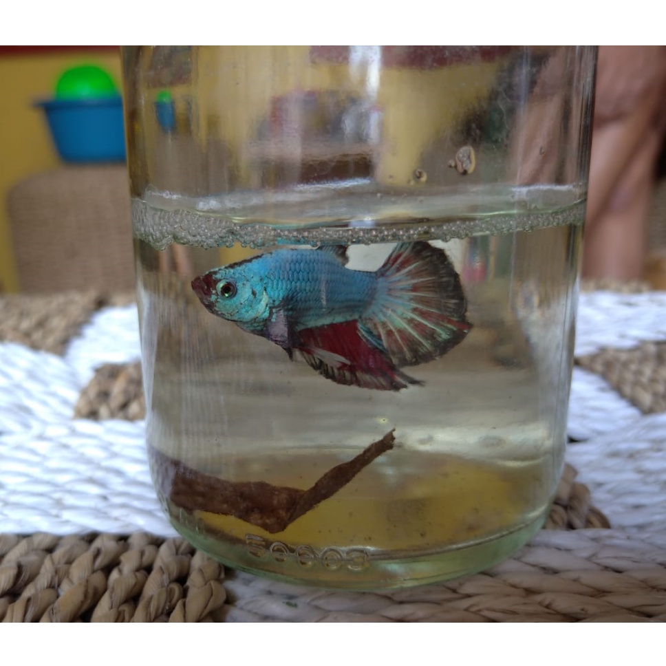 Cupang HMPK Green Cooper