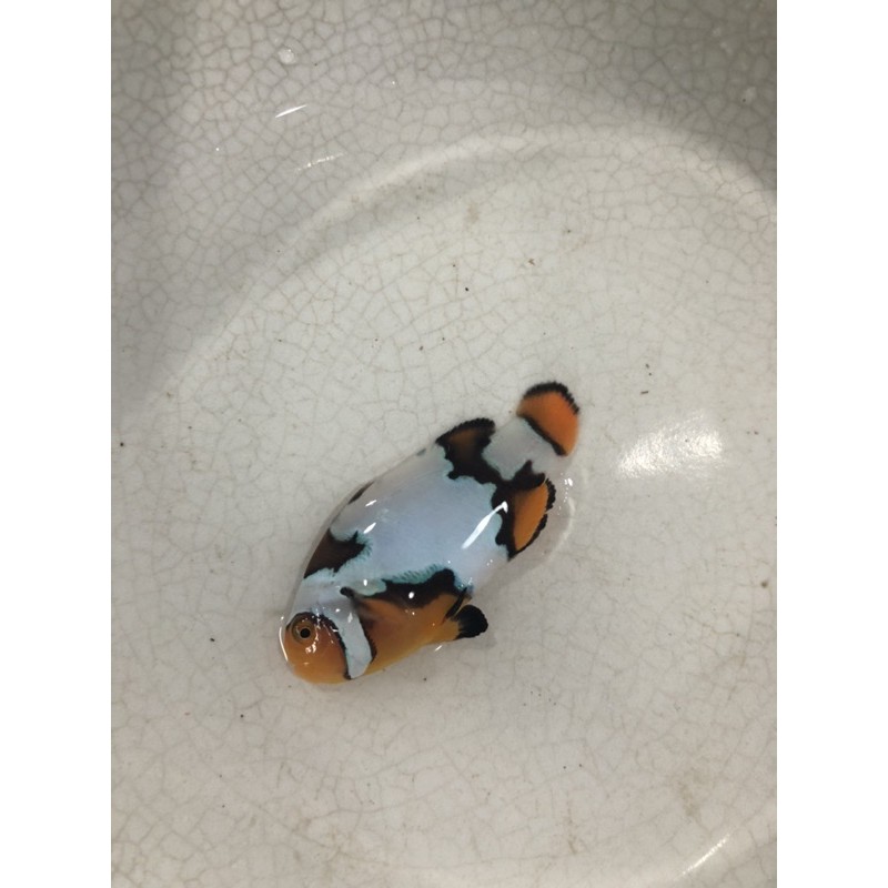 ikan hias laut nemo snowflake