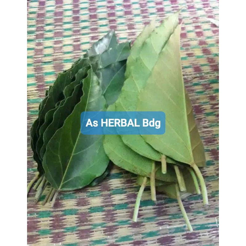  Daun Kemiri  Segar 1 Kg Shopee Indonesia