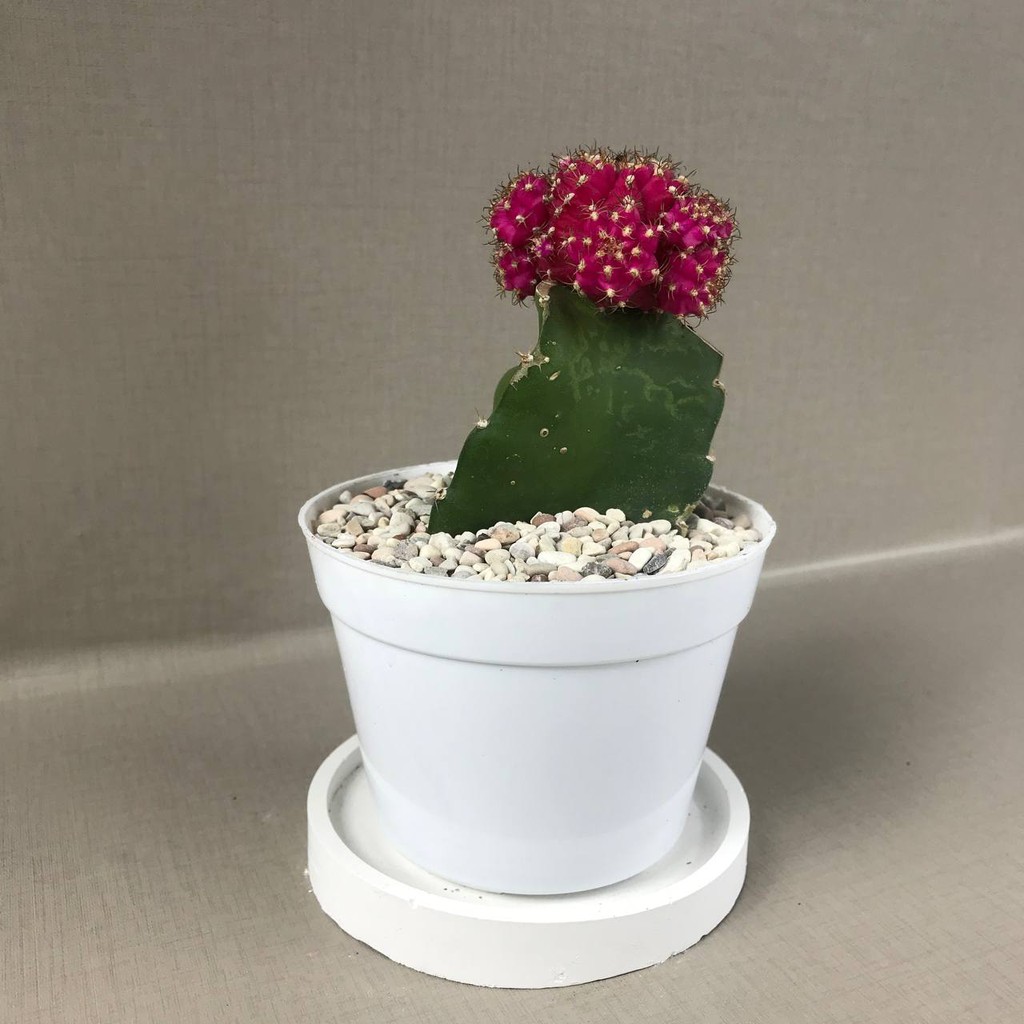 Gymno Import Korea (Moon Cactus) (Free pot Putih + Batu Warna+ Tatakan pot)) Tanaman Hias Hidup