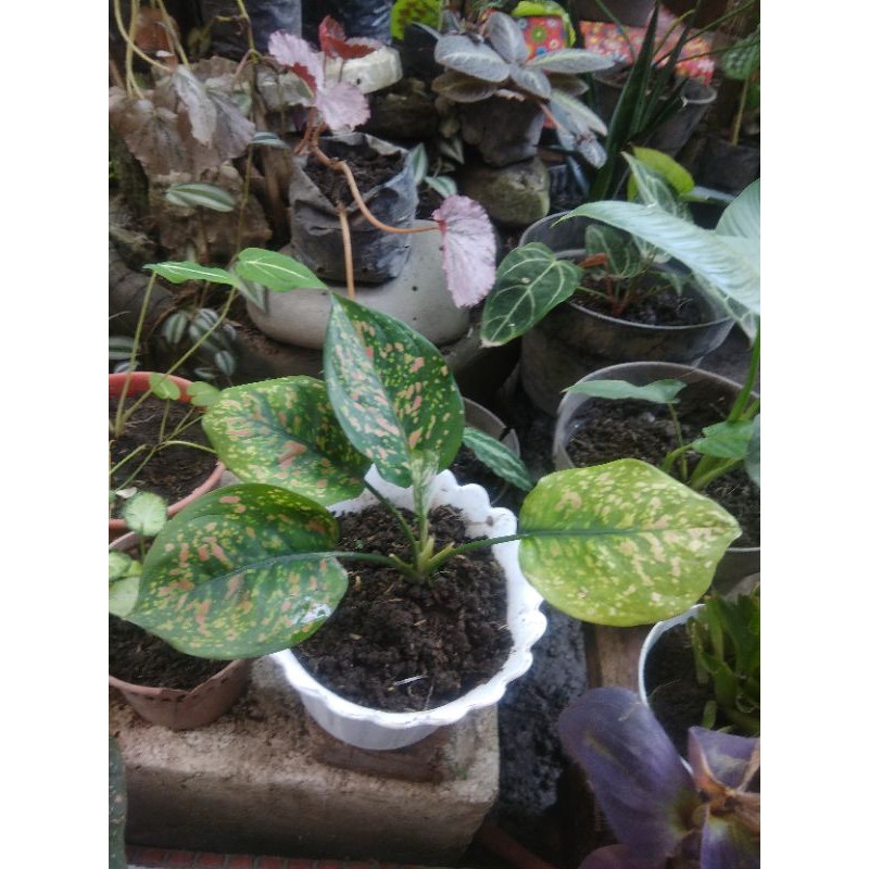 Aglonema Ruby Ciangmay