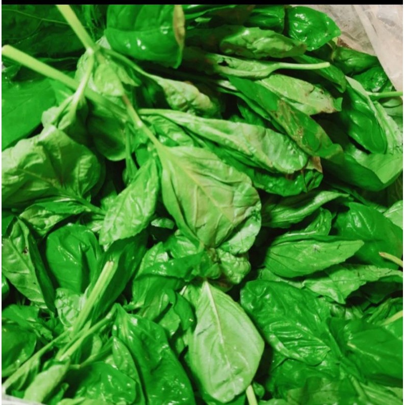 

basil 1 kg