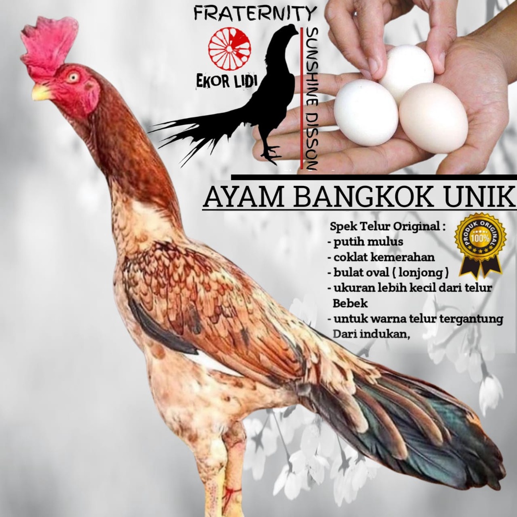 Ayam Bangkok Ekor Lidi Telur tetas jenis A465