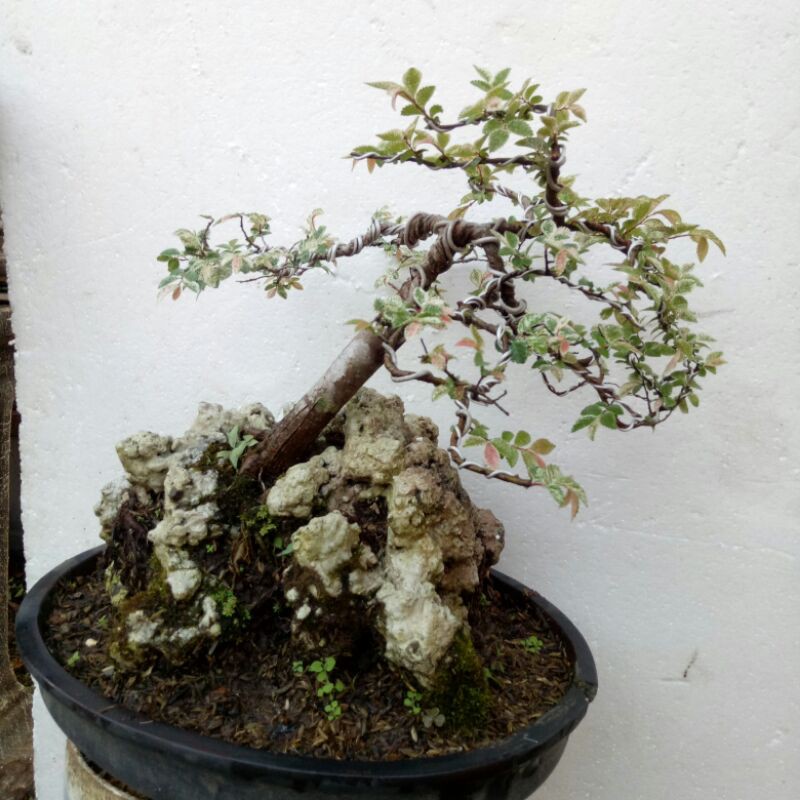 Bonsai Ulmus micro Variegata on the rock
