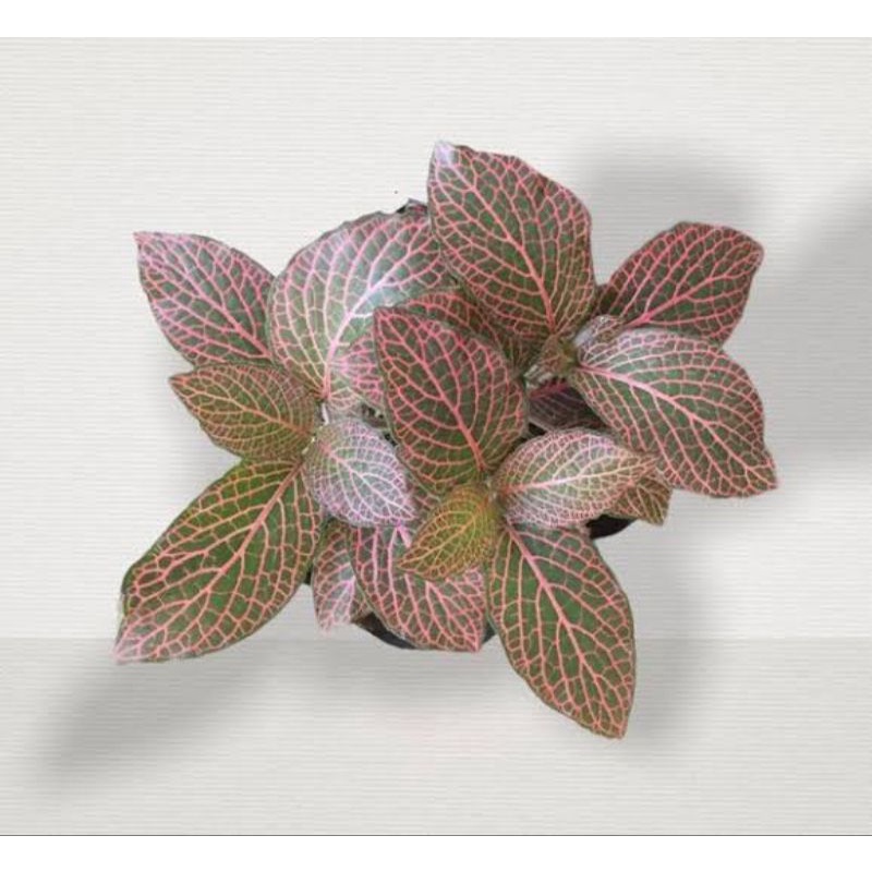 fittonia pink tanaman hias daun fittonia