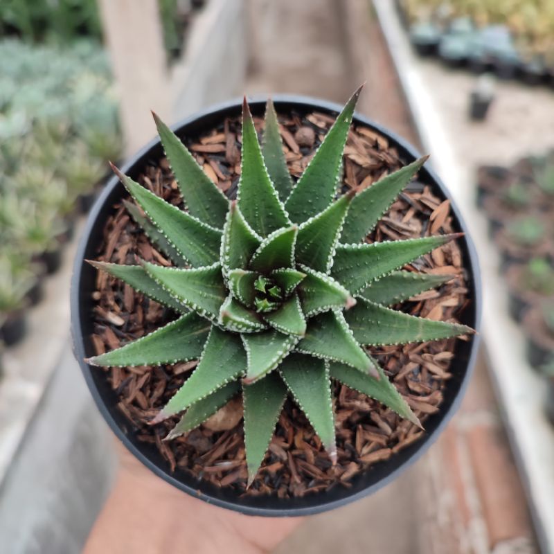 Haworthia Fasciata 2