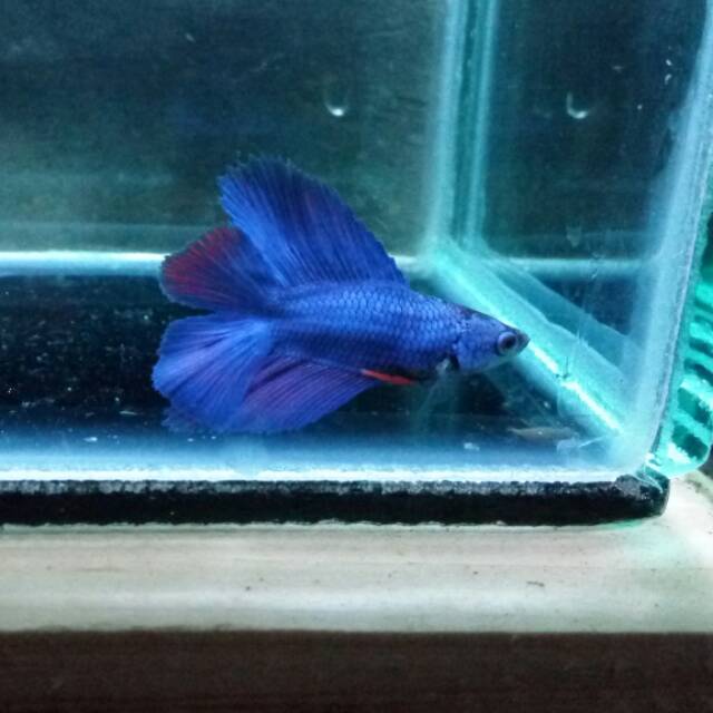 1010+ Gambar Ikan Cupang Warna Biru Terbaik