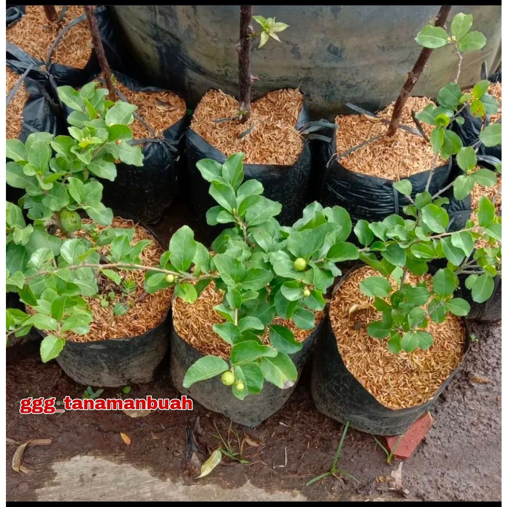 Bibit Cherry Jepang super Bisa Berbuah Dalam Pot