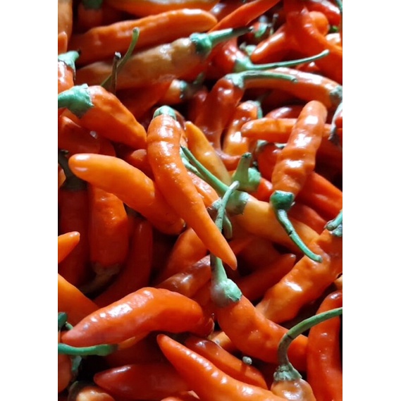 

cabe rawit merah organik