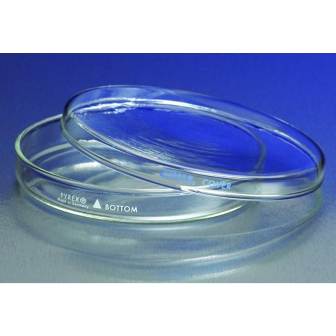 Pyrex 3160-101 Petri Dish 100X15 | Cawan Petri Promo