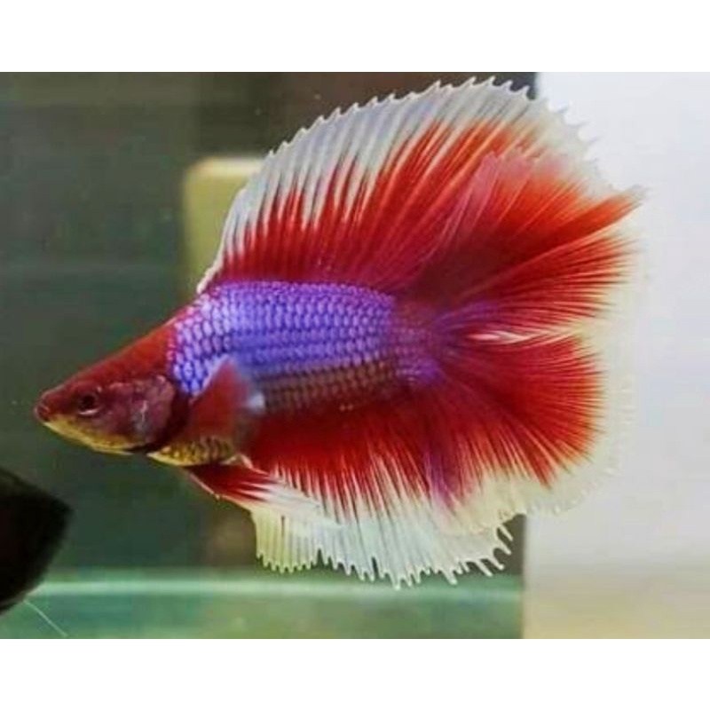 hm doble tail size  L cowok