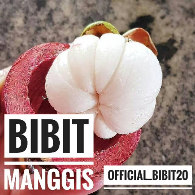 Bibit Manggis Okulasi || Manggis Siap Berbuah
