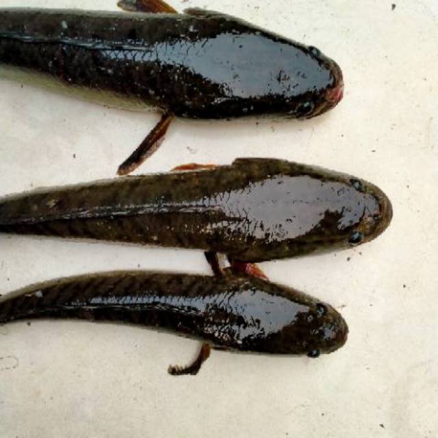 

Ikan Gabus Hidup Ukuran super(isi 3 ekor)/KG Kirim Via Gojek & Grab wilayah tangerang dan sekitarnya