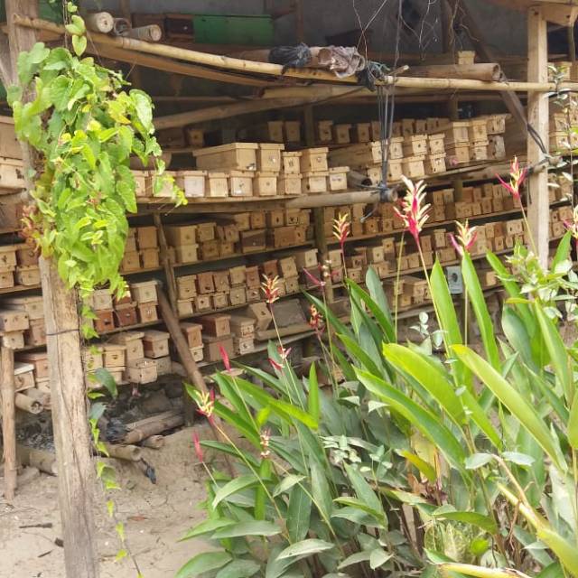 Sarang lebah Klanceng koloni Trigona dalam stup kotak