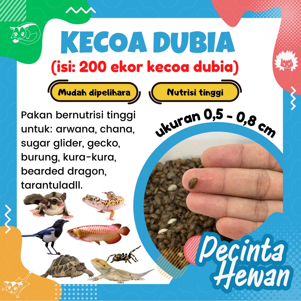 200 ekor Kecoa Dubia Anakan Makanan Hewan Peliharaan arwana chana sugar glider gecko burung bearded 
