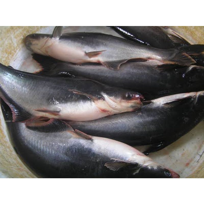 

BSM | TERMURAH Ikan Patin Segar per Kg / Ikan Patin 1kg | Sayur online