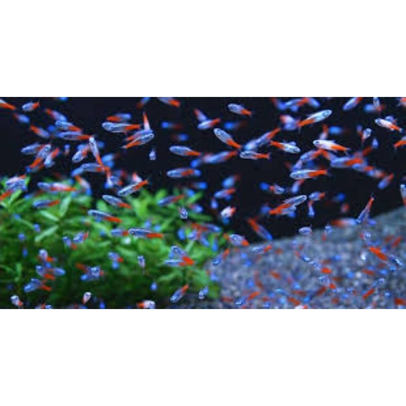 Neon Tetra Fish / Termurah Promo Paket Hemat