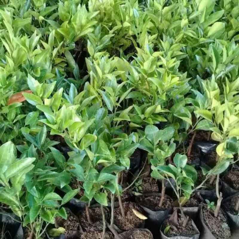 bibit jeruk keprok siam