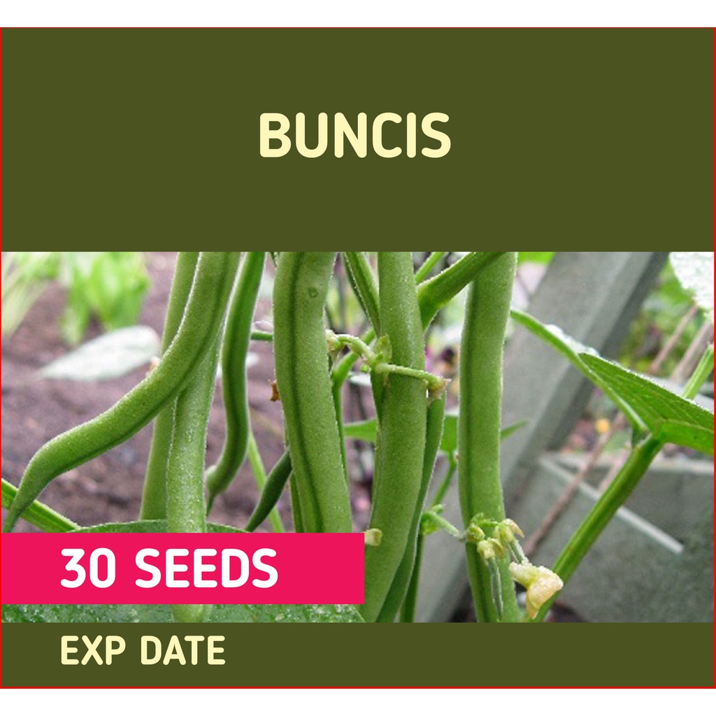 Repack Buncis Seed