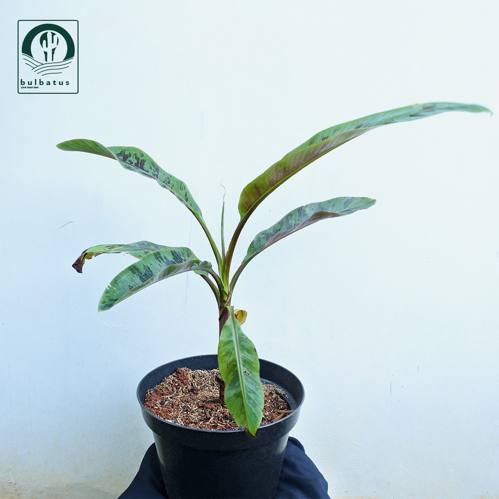Pisang Variegata Merah (Blood Banana)