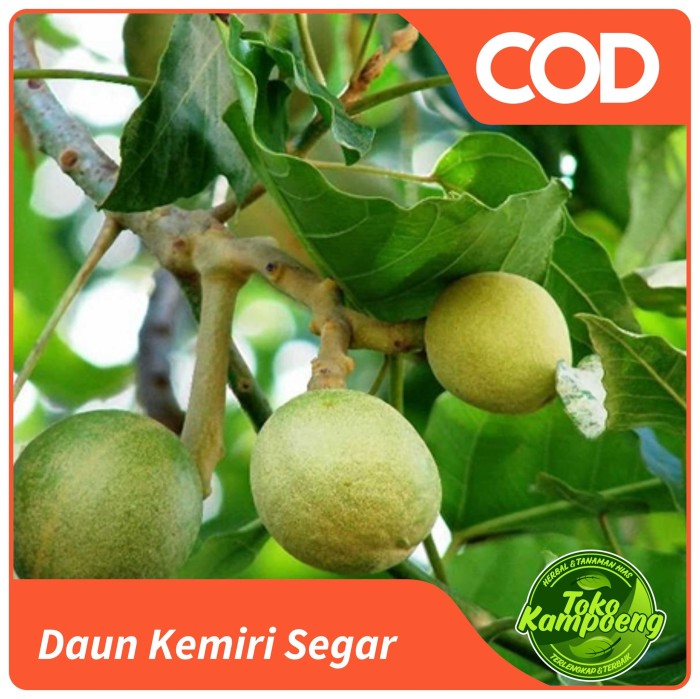

Daun Kemiri Segar Herbal Alami Banyak Khasiat 500gram