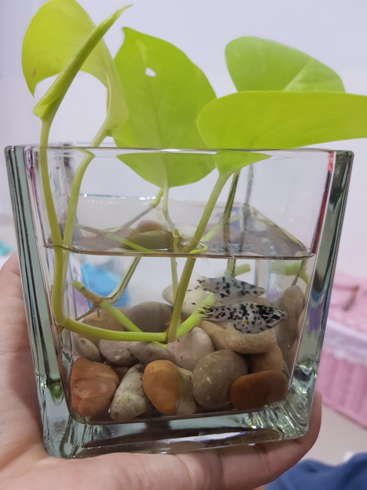 Verona Soup Bowl | Mangkok Sup Kaca | Mangkuk Beling | Glass Bowl