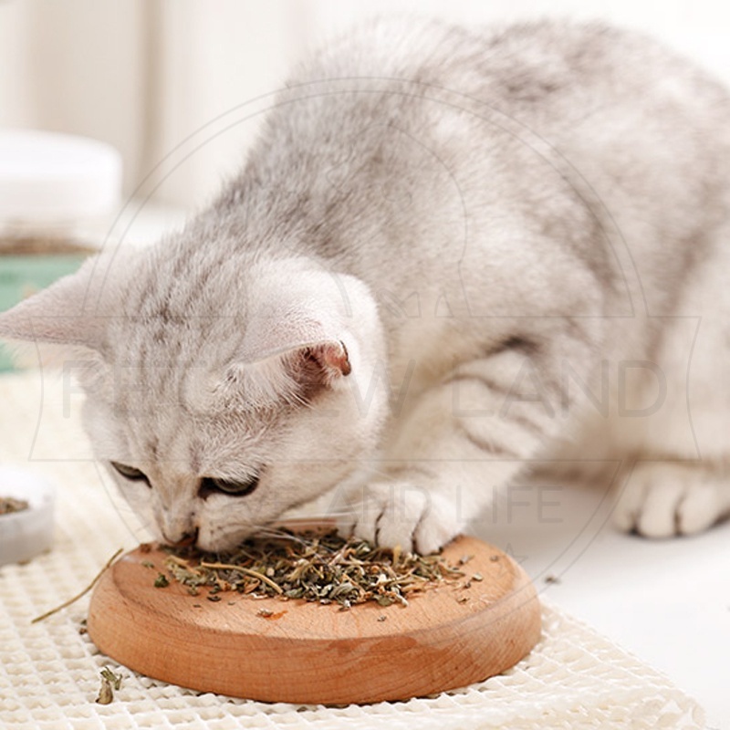 Catnip Catmint Snack Kucing Pure Cat Mint Powder Cemilan Hewan Peliharaan