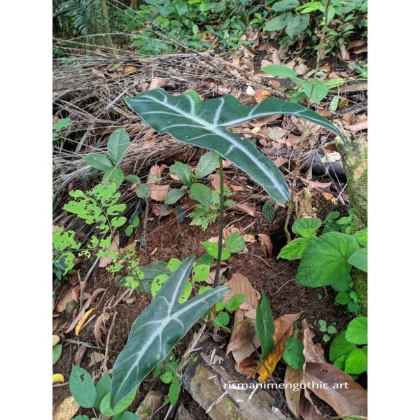 ALOCASIA LONGILOBA