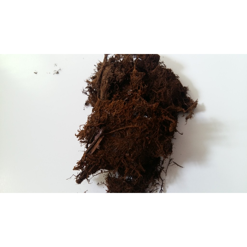 Media tanam Spagnum Moss Lokal