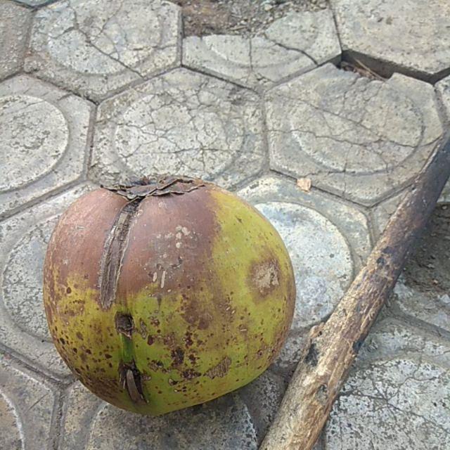 Eelic Kui-juc1010 Kunci Inggris 10 Inch  Kunci Bago Yang Terbuat Dari Baja Anti Karat Multifungsi