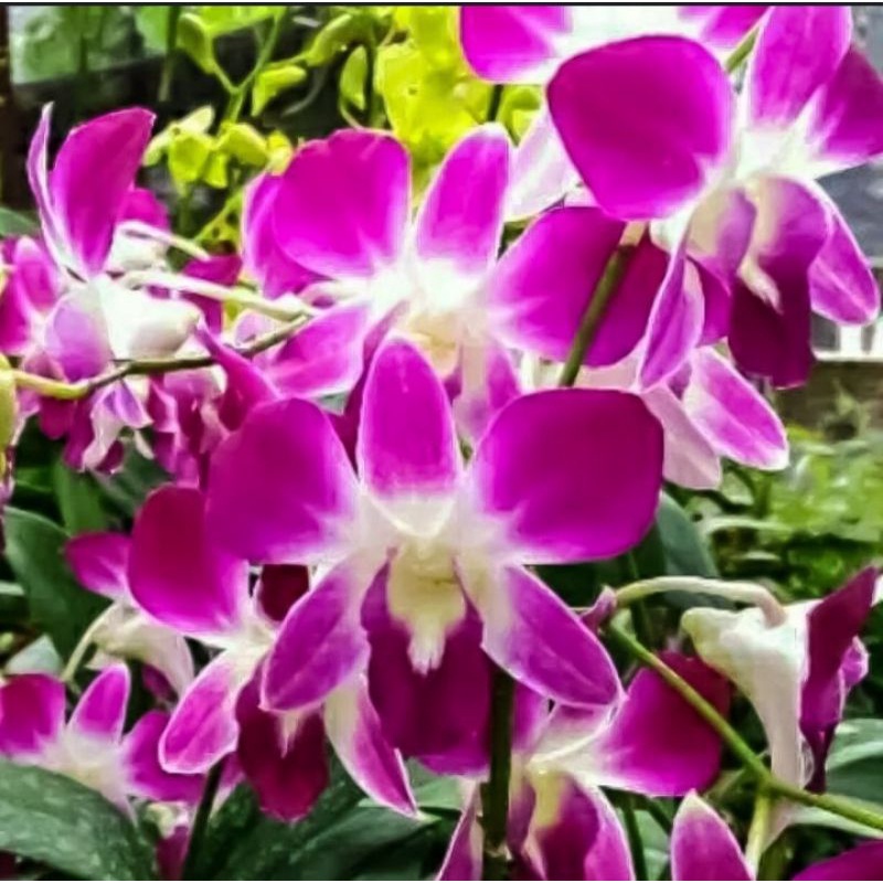 anggrek dendrobium Sonia dewasaan