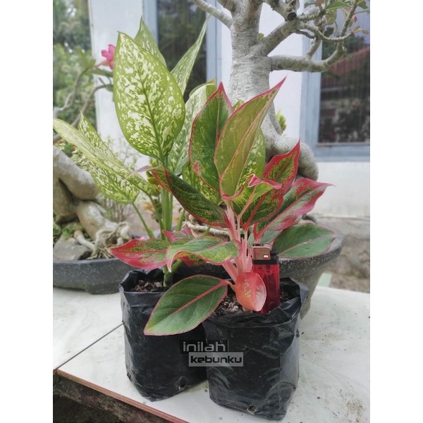 Tanaman Hias Aglonema 2 jenis DEWASA Murah