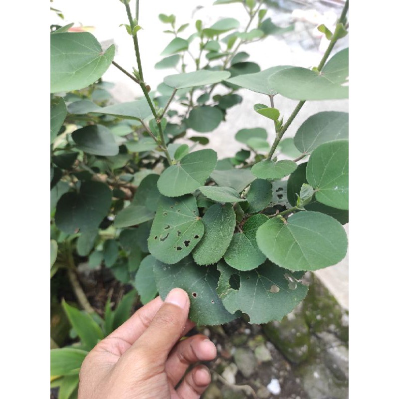 Jual Waru Jepang Indonesia Shopee Indonesia