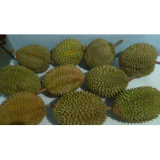 Durian Medan Bulat