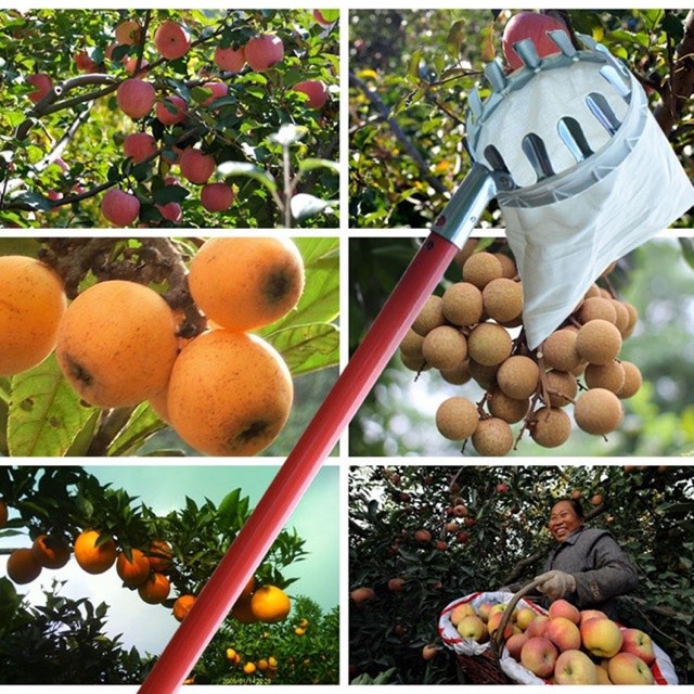 PEMANEN BUAH - ALAT PETIK BUAH - FRUIT PICKED