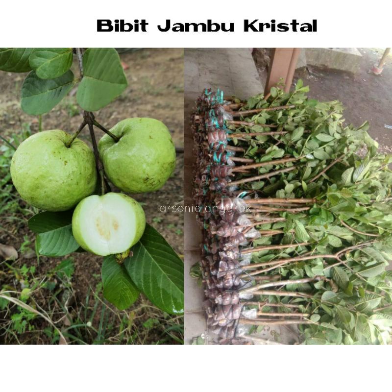 Stek/Cangkok Jambu kristal Non Biji
