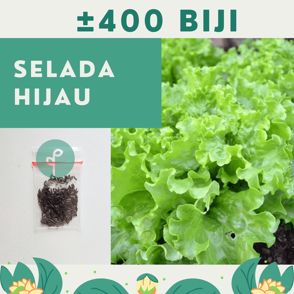 400 Benih Bibit Selada Keriting Hijau Sayuran Unggul Kriebo Bintang Asia Biji Tanaman Sayur Official